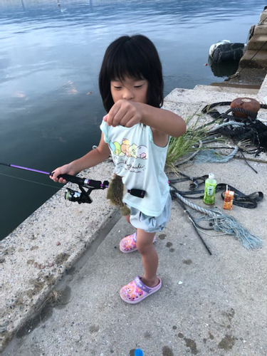 カワハギの釣果