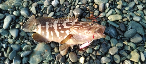 クエの釣果