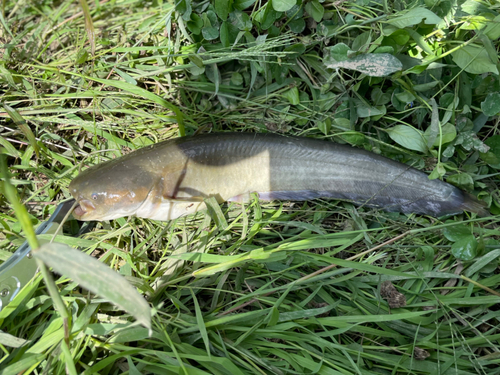 ナマズの釣果