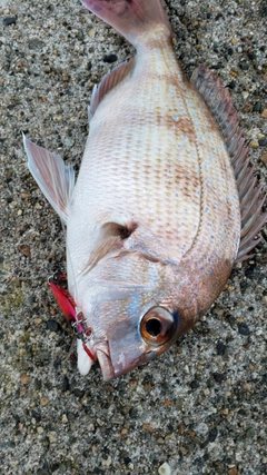 チャリコの釣果