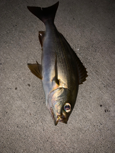 イサキの釣果