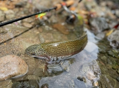 ニジマスの釣果