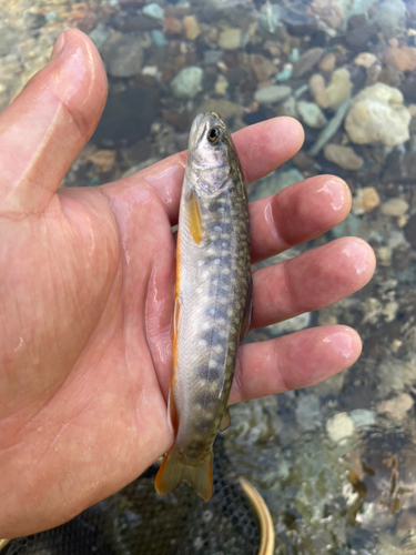 ヤマメの釣果