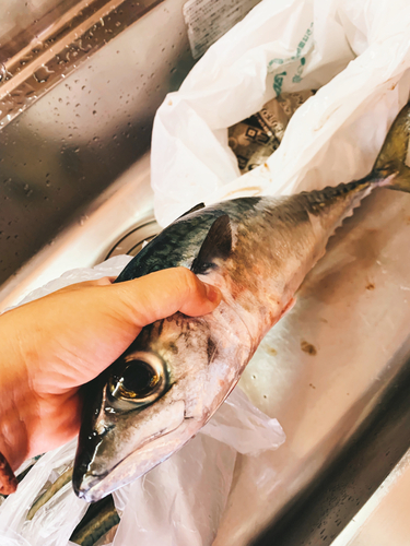 サバの釣果