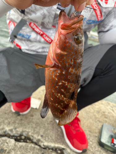 アコウの釣果