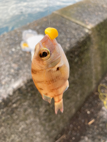 タイの釣果