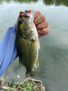 ラージマウスバスの釣果