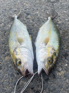 ショゴの釣果