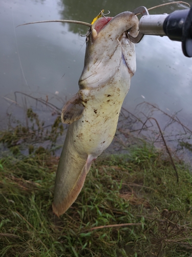 ナマズの釣果