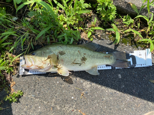 ブラックバスの釣果