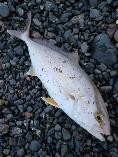 カンパチの釣果