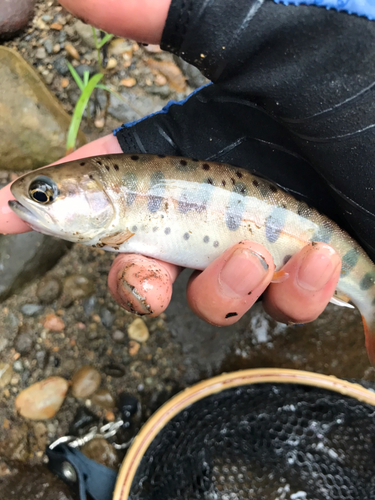 ヤマメの釣果