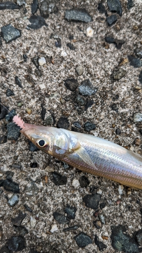 キスの釣果