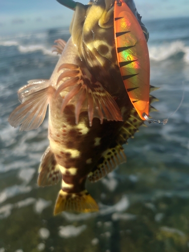 イソゴンベの釣果