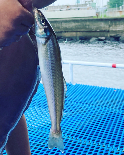 シロギスの釣果