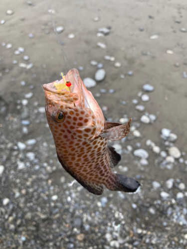 オオモンハタの釣果