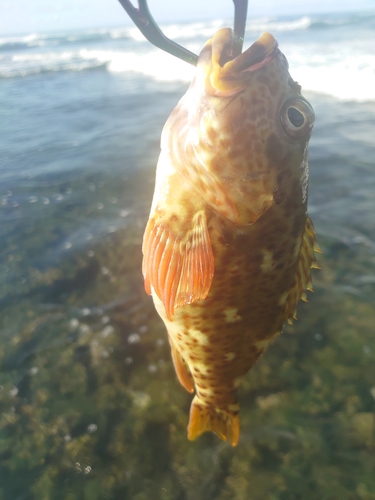 イソゴンベの釣果