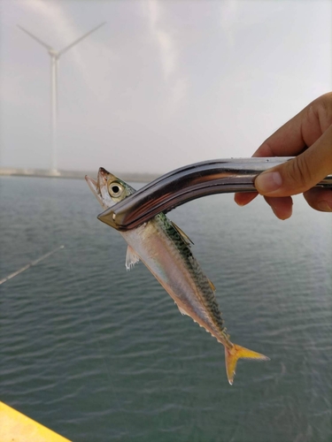 サバの釣果