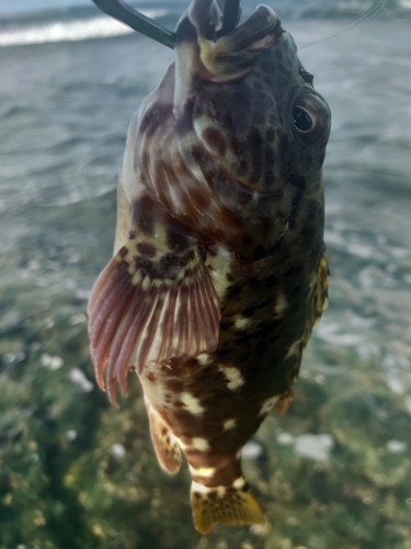 イソゴンベの釣果