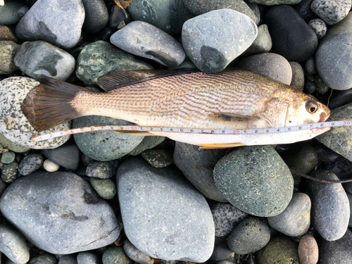 イシモチの釣果