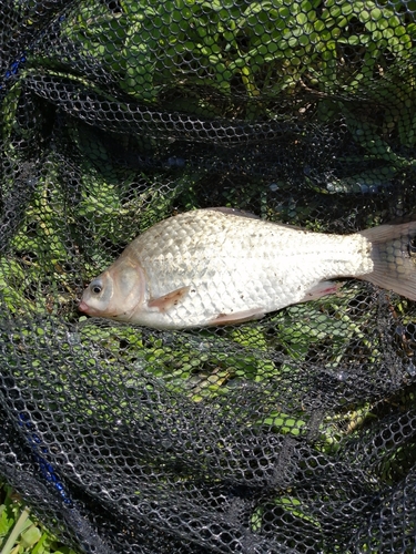 ヘラブナの釣果