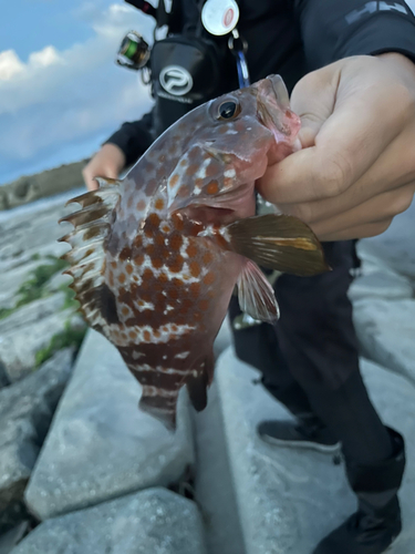 キジハタの釣果