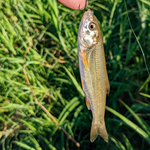 ウグイの釣果