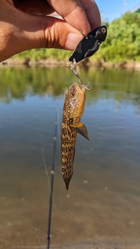 チチブの釣果