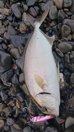 ショゴの釣果