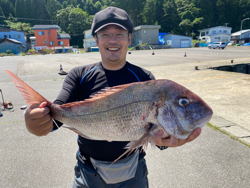 マダイの釣果