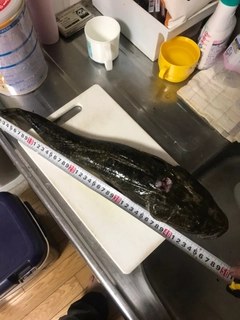 マゴチの釣果