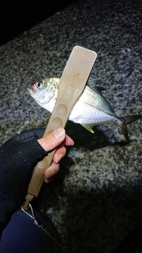 カマスの釣果