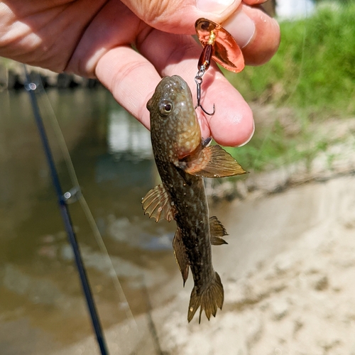 チチブの釣果