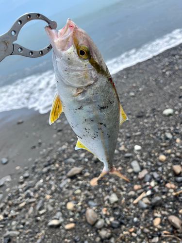 ショゴの釣果