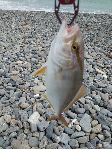 ショゴの釣果