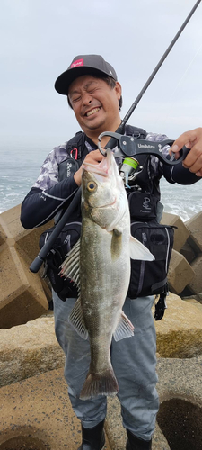 マルスズキの釣果