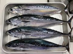 マルソウダの釣果