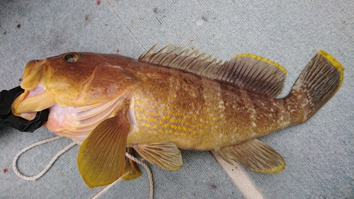 アオハタの釣果