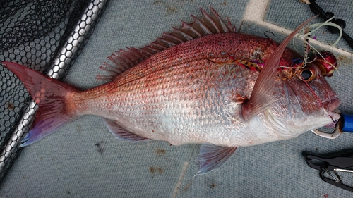 マダイの釣果