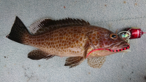 オオモンハタの釣果