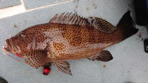 オオモンハタの釣果