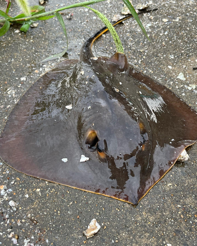 ハゼの釣果