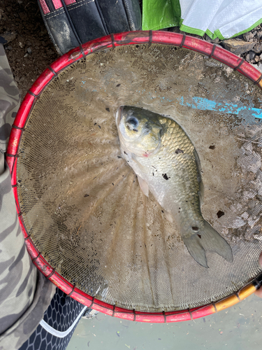 ヘラブナの釣果