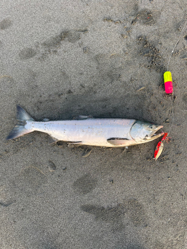 アキアジの釣果