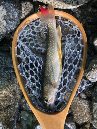 イワナの釣果