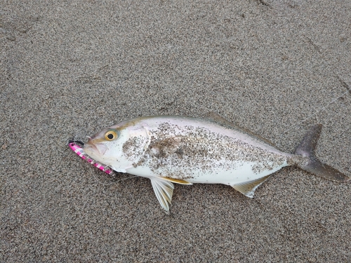 ショゴの釣果