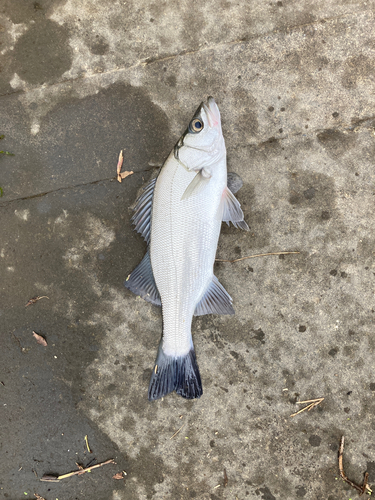 セイゴ（ヒラスズキ）の釣果