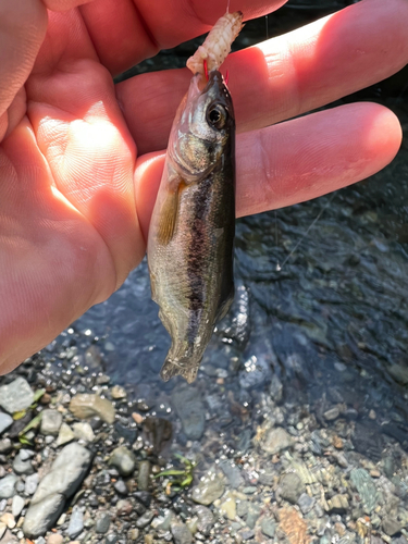 アブラハヤの釣果