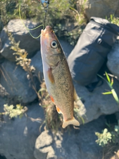 ウグイの釣果