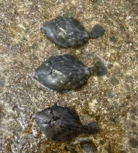 カワハギの釣果